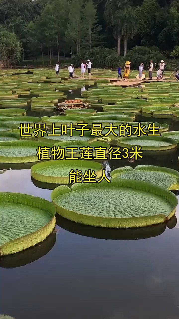 世界上叶子最大的,水生植物王莲直径3米能坐人-度小视