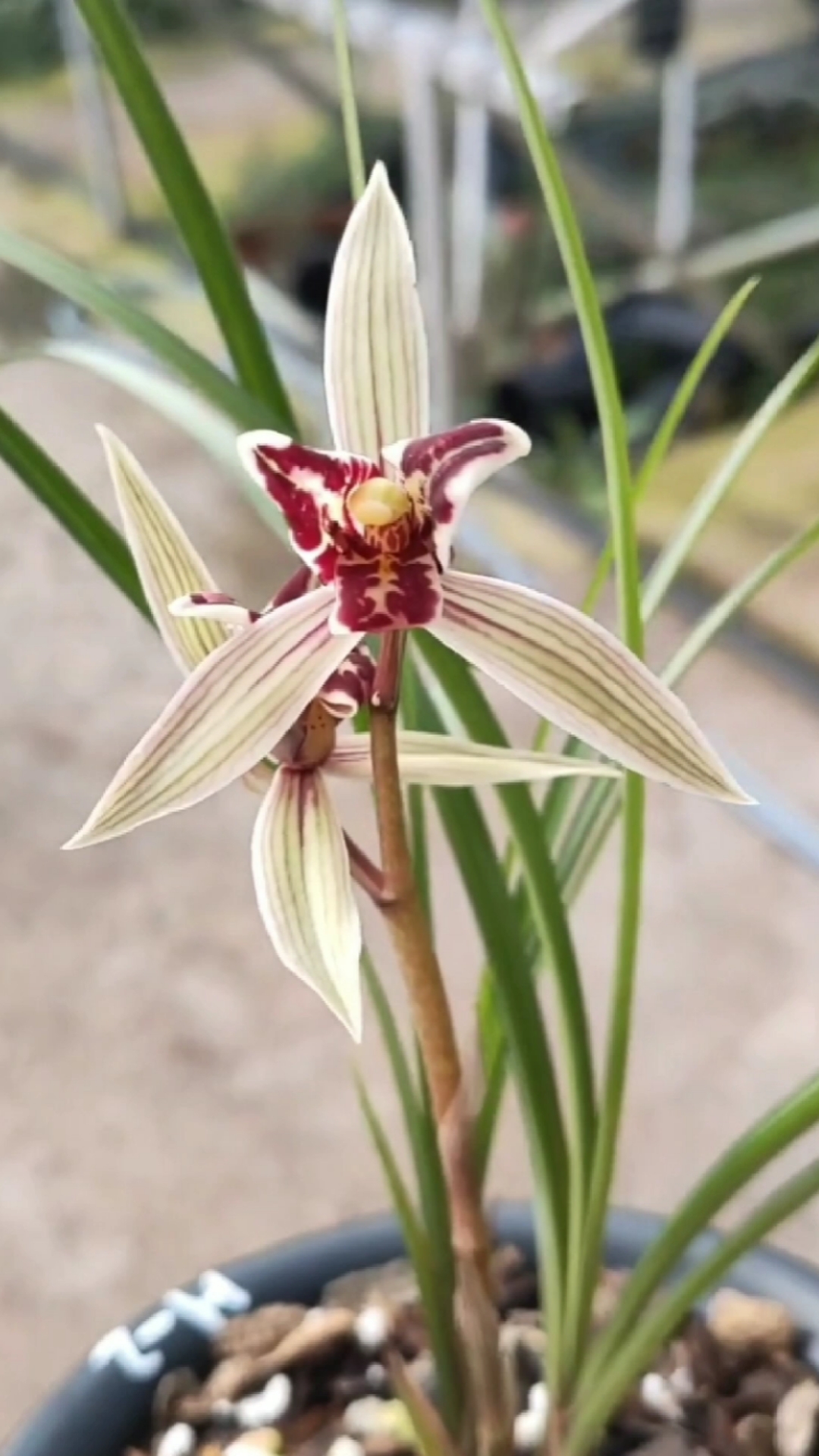 兰花#莲瓣兰红满天