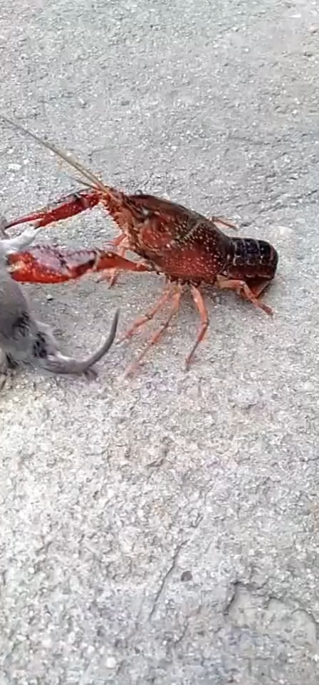 搞笑段子剧#老鼠想过无数种死法,就没想到最后是被小龙虾夹死的
