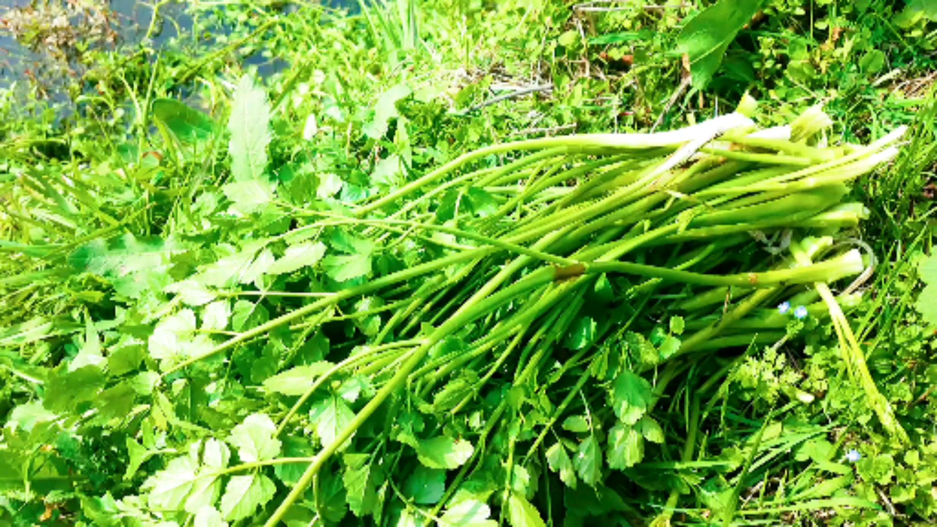 农村野菜野草#野芹菜也叫水芹菜,城里人眼里的绿色食品,农村人却篌