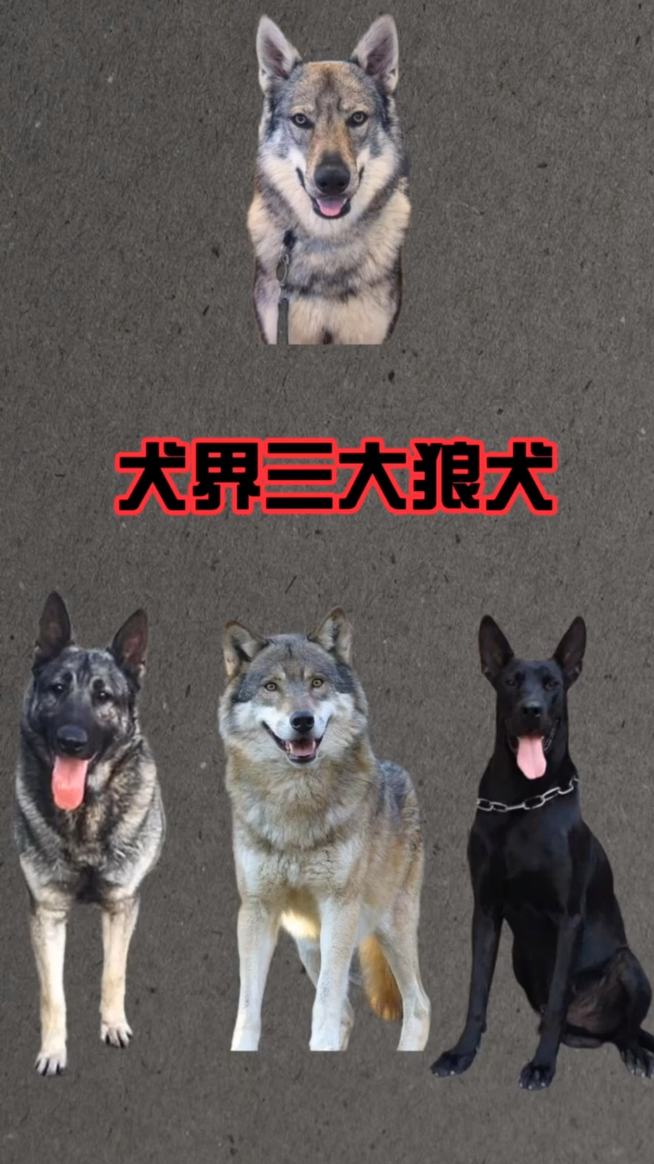 黑狼犬