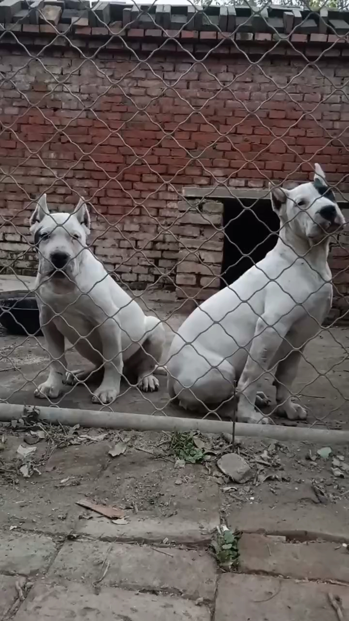 白色战士杜高犬