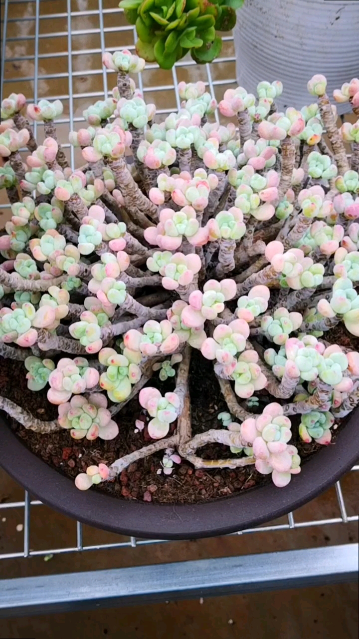 多肉植物#可爱的罗琦老桩是控养出来的,不信你看!-全民小视频