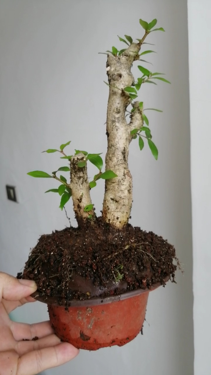 盆景#水杨梅老桩