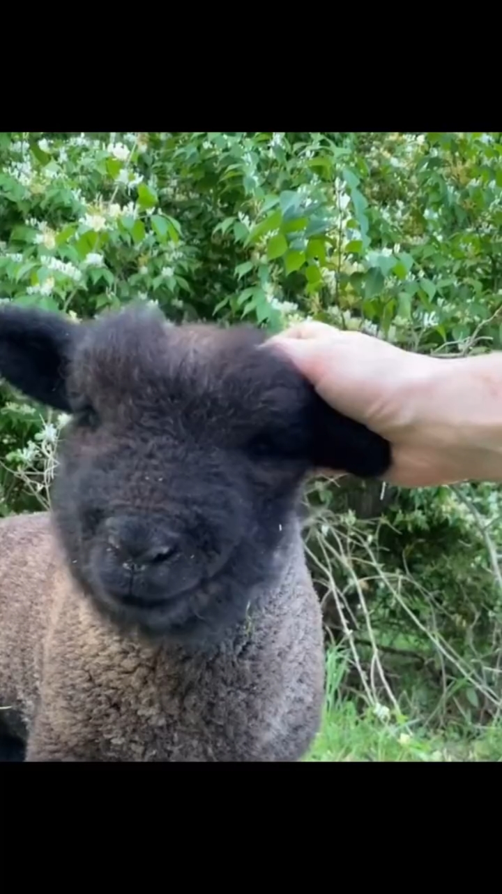 身体逐渐变咖啡色,头还是胎毛的娃娃羊小可爱