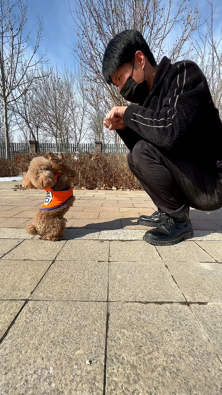 狗狗模仿主人动作,太像了.-度小视