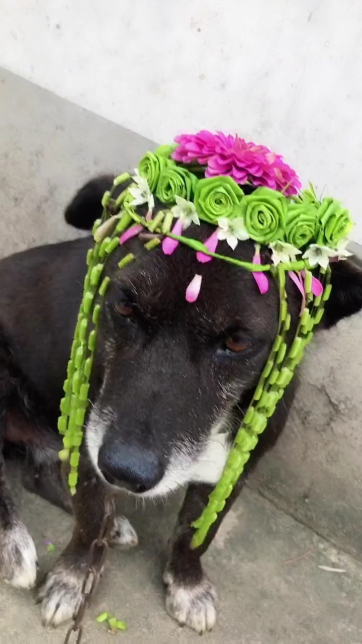 搞笑宠物那点事#狗子:戴花就算了,我一公的你给我整一绿的戴头上是几