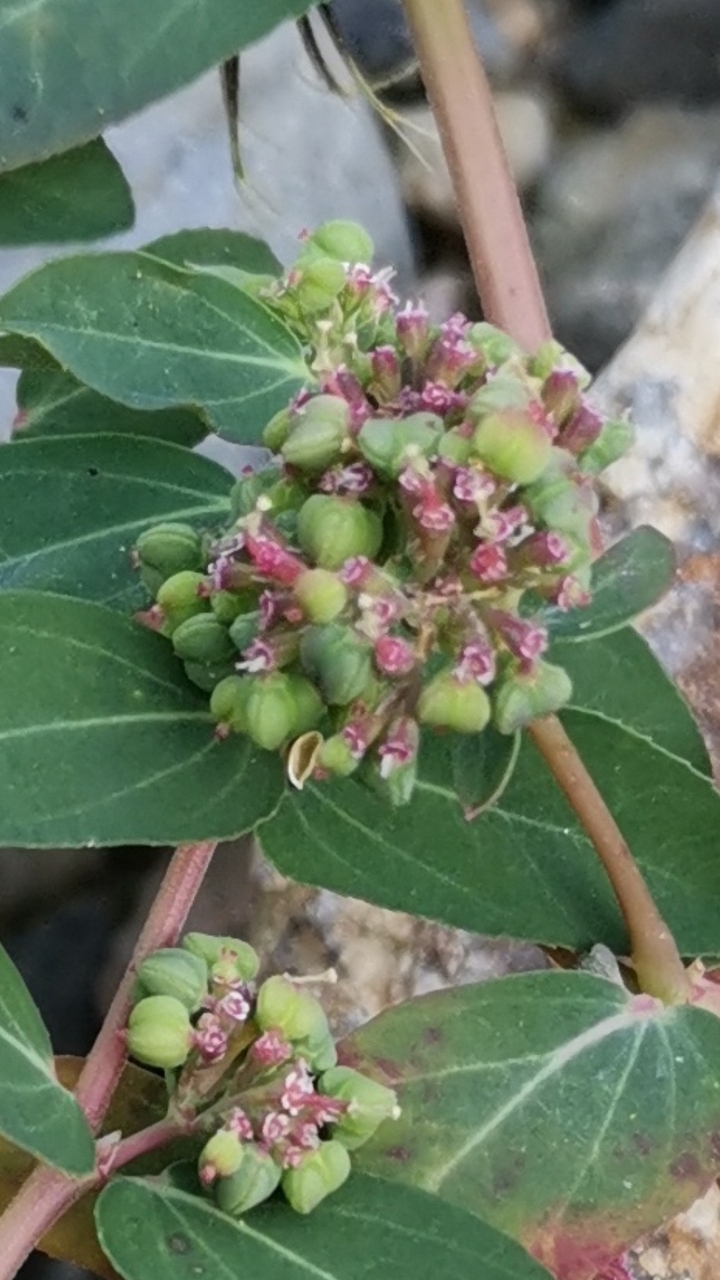 认识植物#认识植物:通奶草-度小视