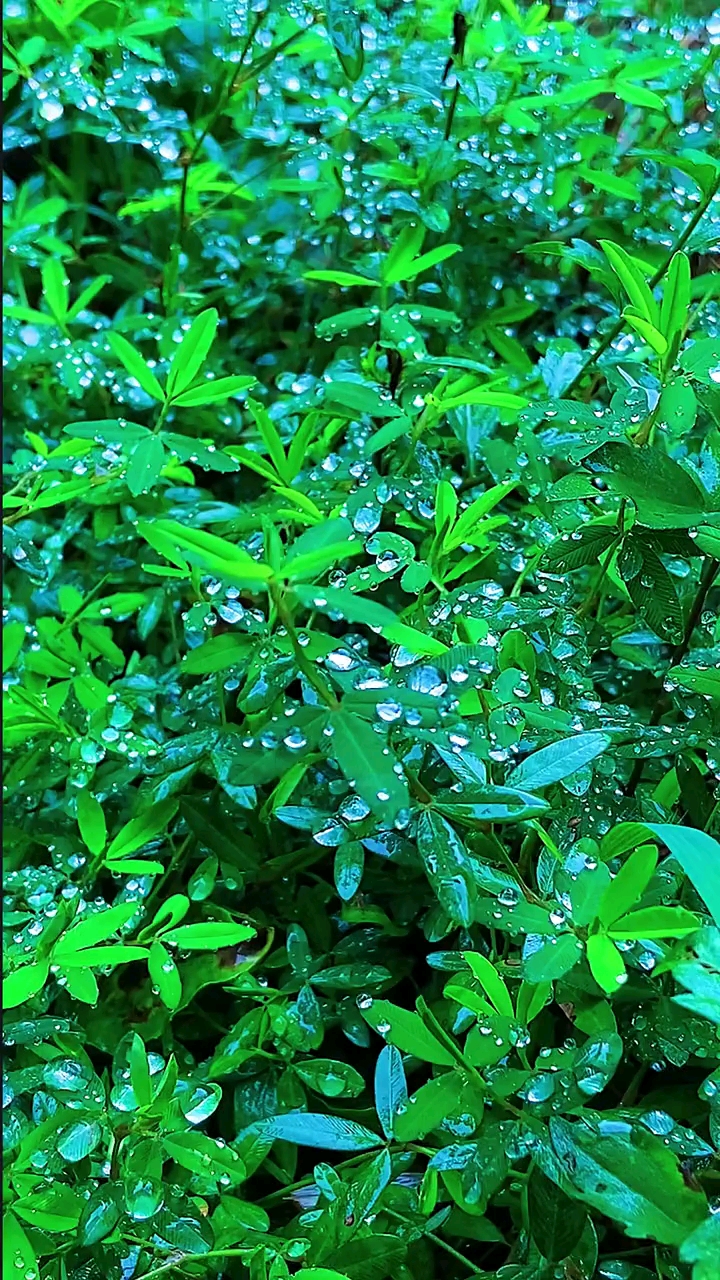 大自然美景#这带露的翠绿叶子,也一样美