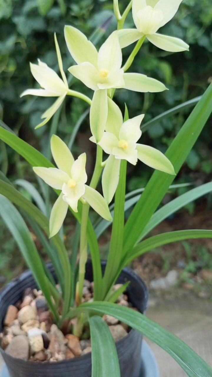 建兰七仙女,花大浓香,经常开一杆七朵,勤花好养