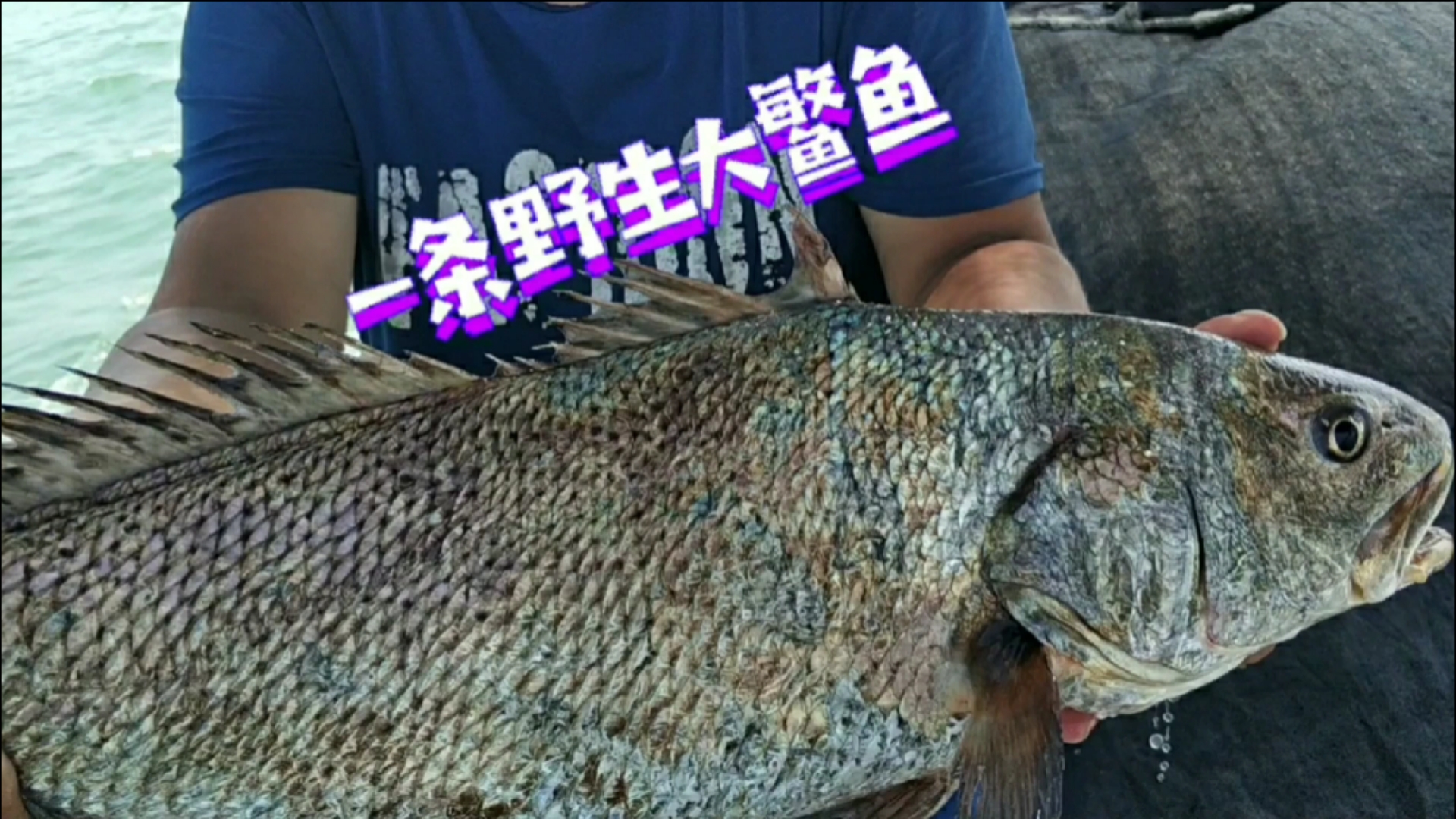 趕海戶外#出海捕魚,捕到一條野生大鰵魚,全船人尖叫起來,魚膠比魚肉