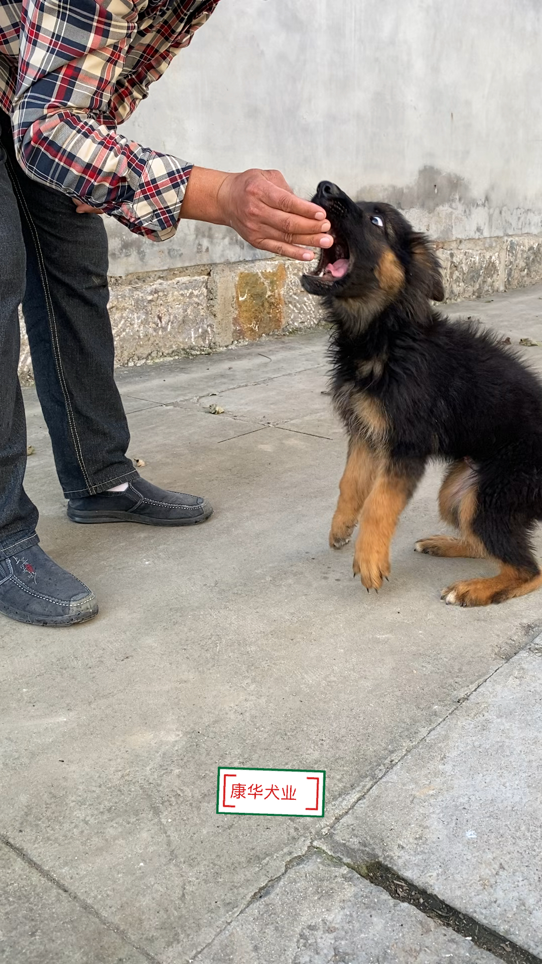 德牧小德牧犬第一天训练兴奋度太高啥也不是