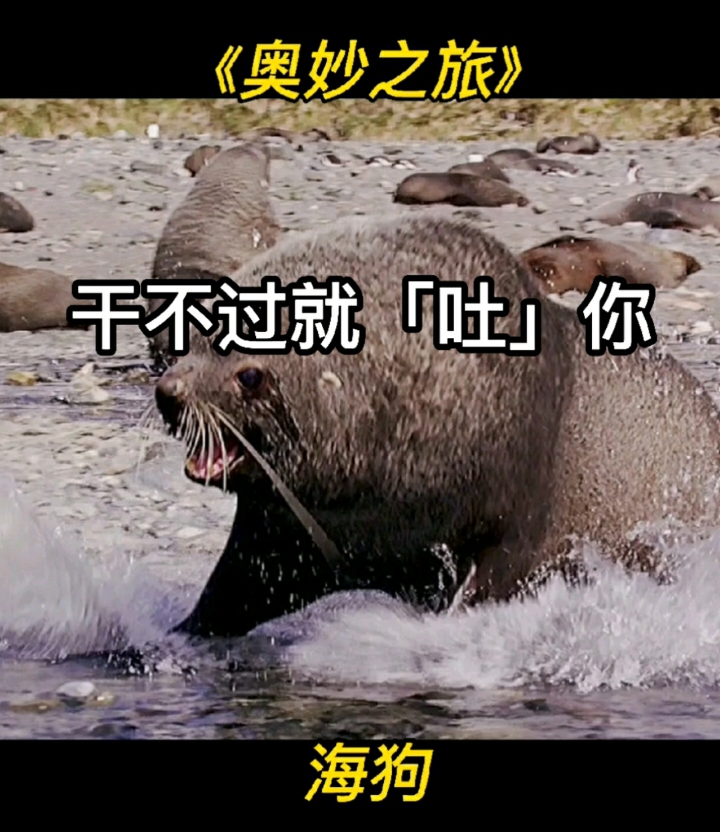 动物世界#海狗打架,既然干不过你,我就「吐」你