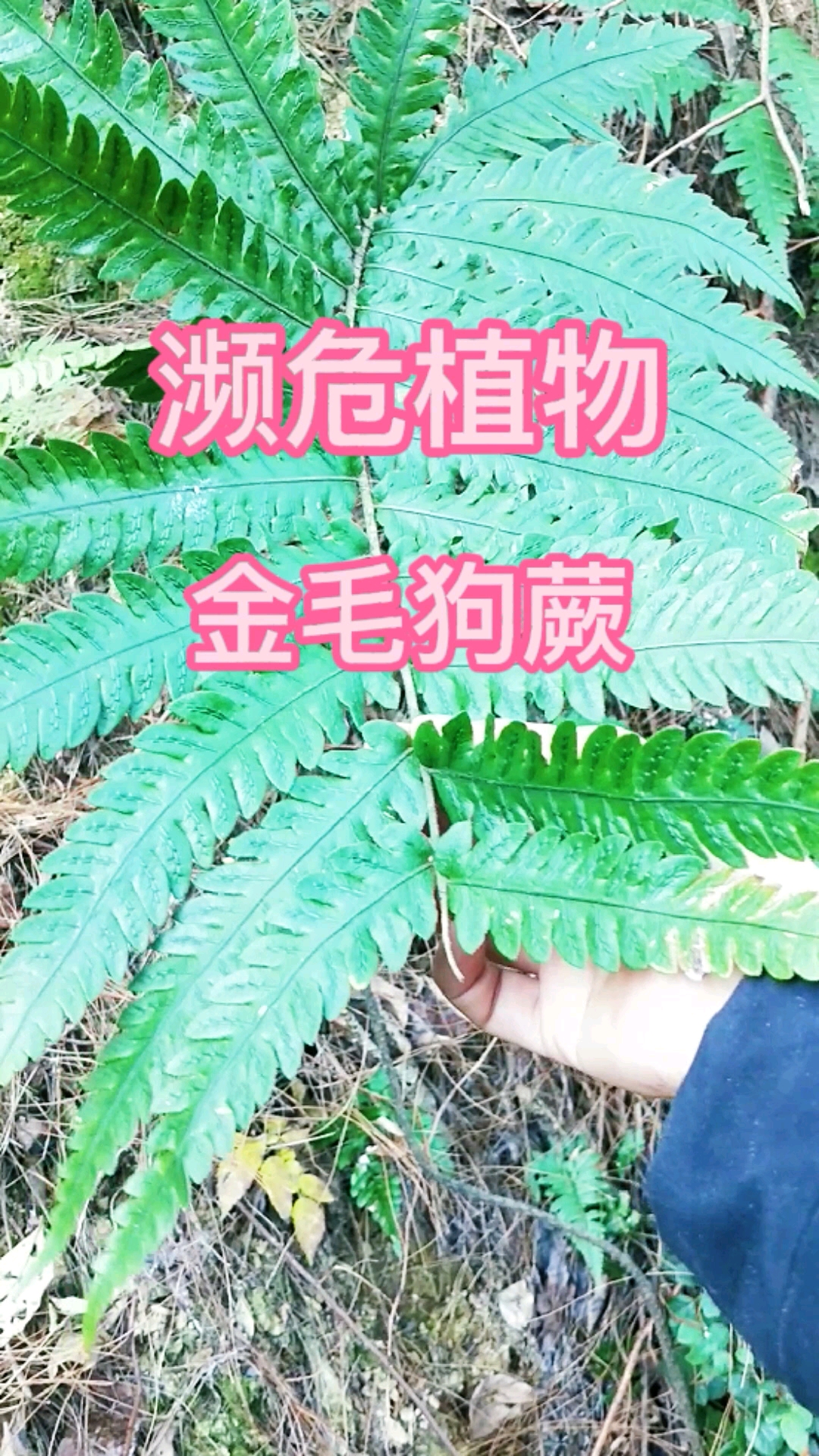 认识植物药材濒危植物金毛狗蕨别称黄毛狗猴毛头等名金毛狗蕨为什么称