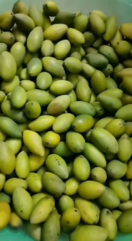 晒晒我家的春天#青青的甘榄