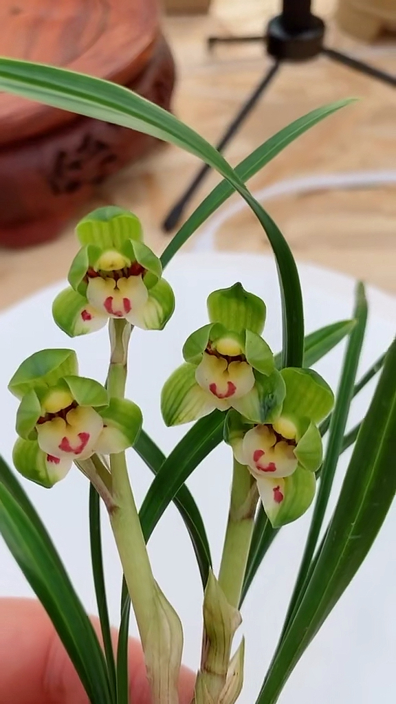 兰花##春兰翠盖荷蝶