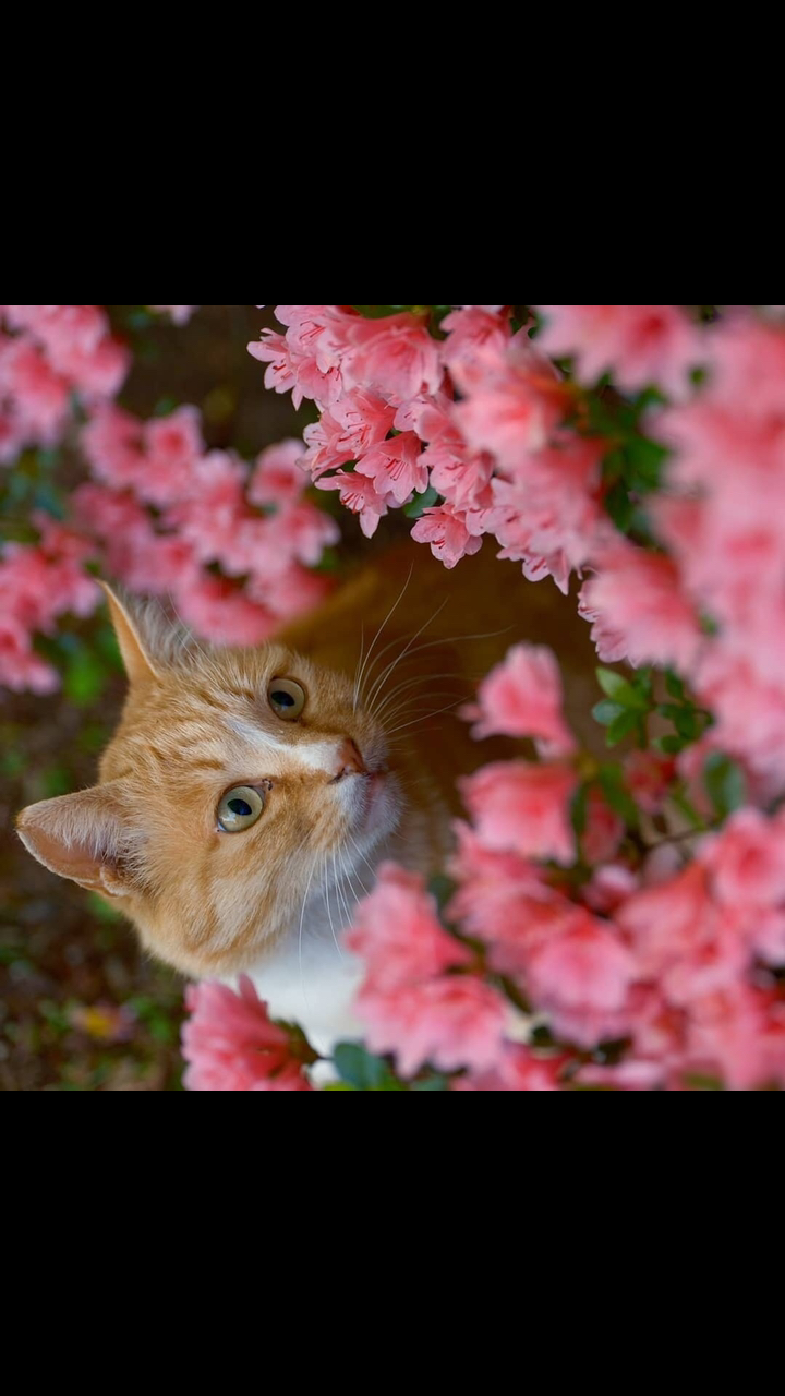 音为有你#心有猛虎细嗅蔷薇