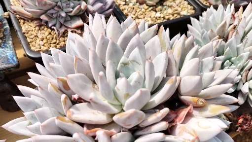 多肉植物#这么仙的墨西哥巨人你不来看看?还有更迷人的捧花造型哦!