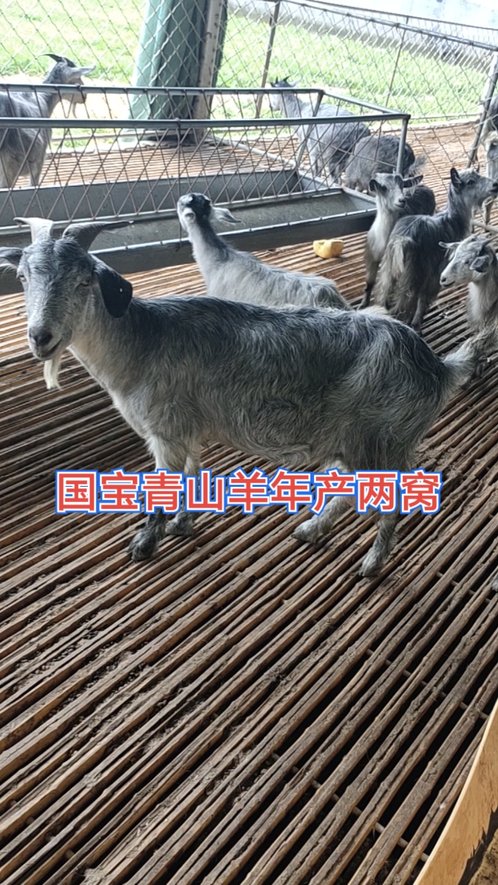 青山羊产羔率图片