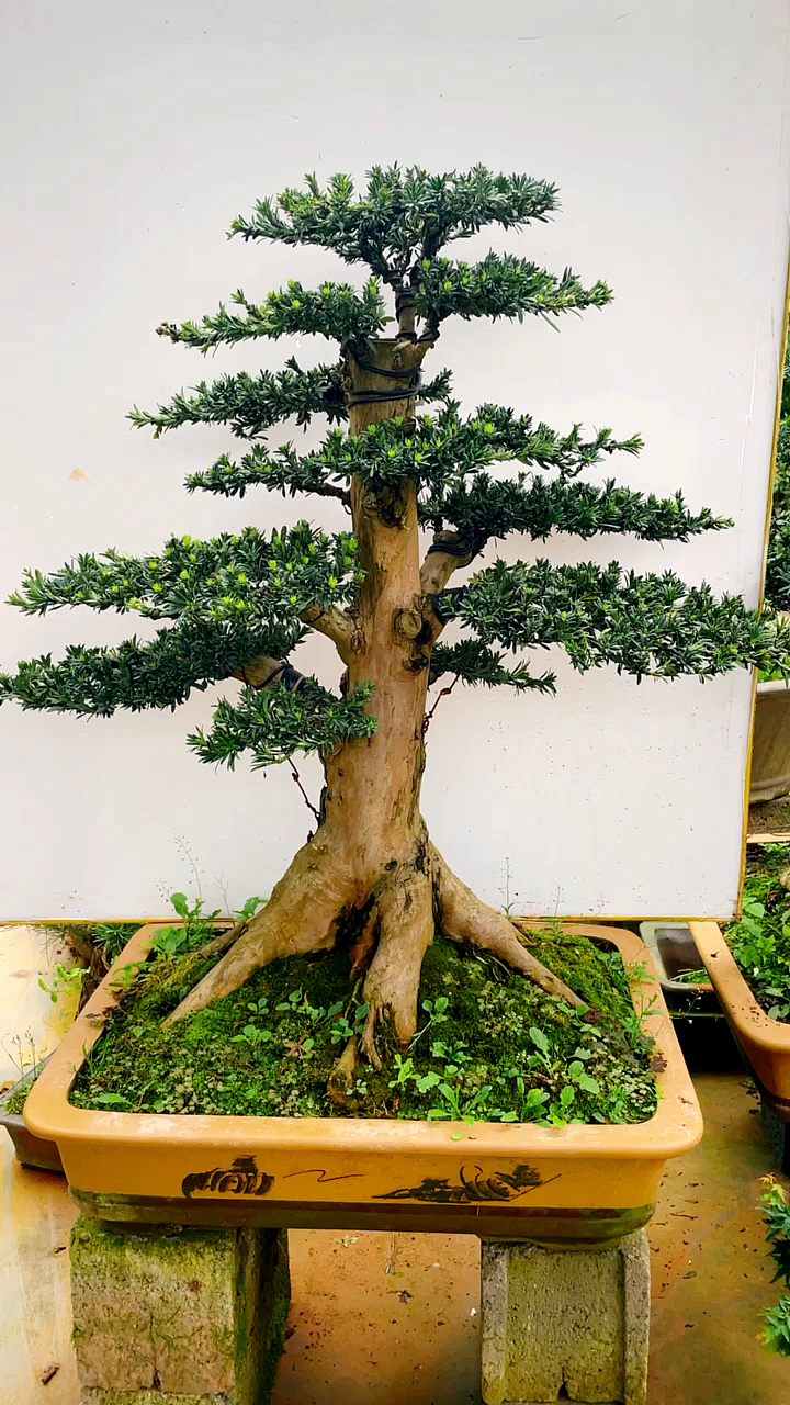 老桩米叶罗汉松