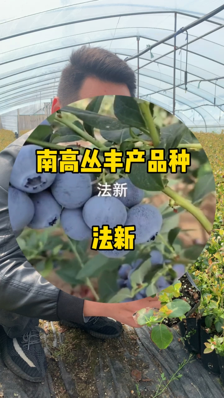 法新蓝莓苗品种介绍法新蓝莓苗繁育基地