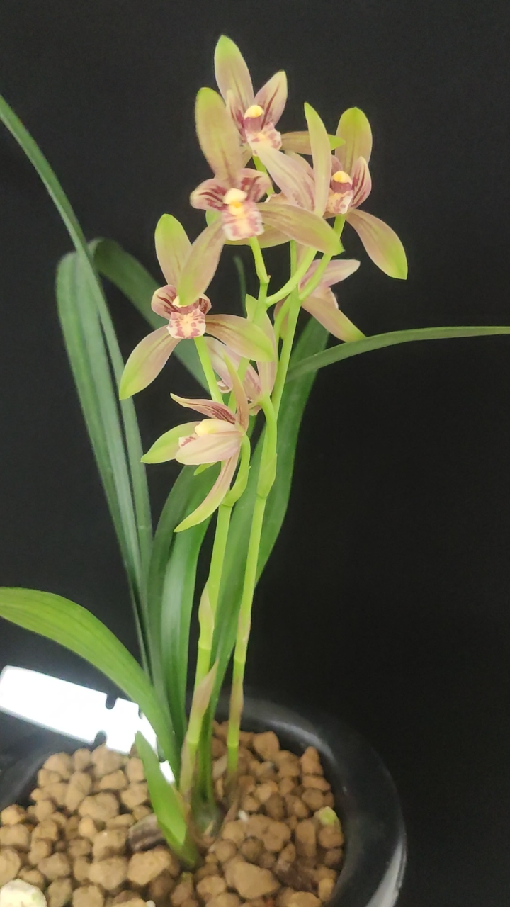 兰花小站#建兰蒙山彩荷