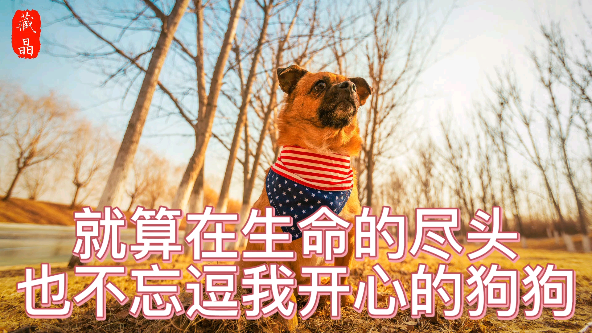 宠物最可爱的样子#就算在生命的尽头,也不忘逗我开心的狗狗