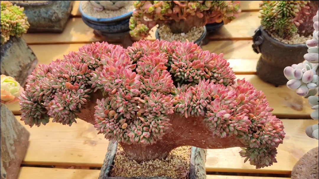 多肉植物#感受独特的美,板型完美的红稚莲缀化来了!