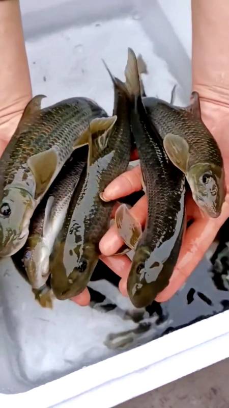 特种鱼养殖猪嘴鱼又称猪唇鱼民间被誉为水下人参对养殖水质要求较高