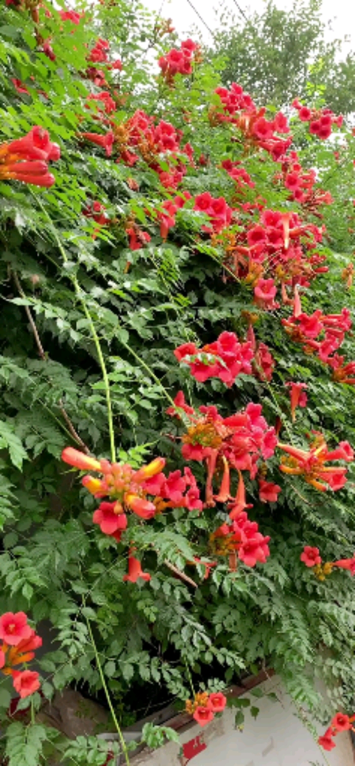 爬藤凌霄花,耐寒耐旱,攀爬能力强,南北方都可以栽植