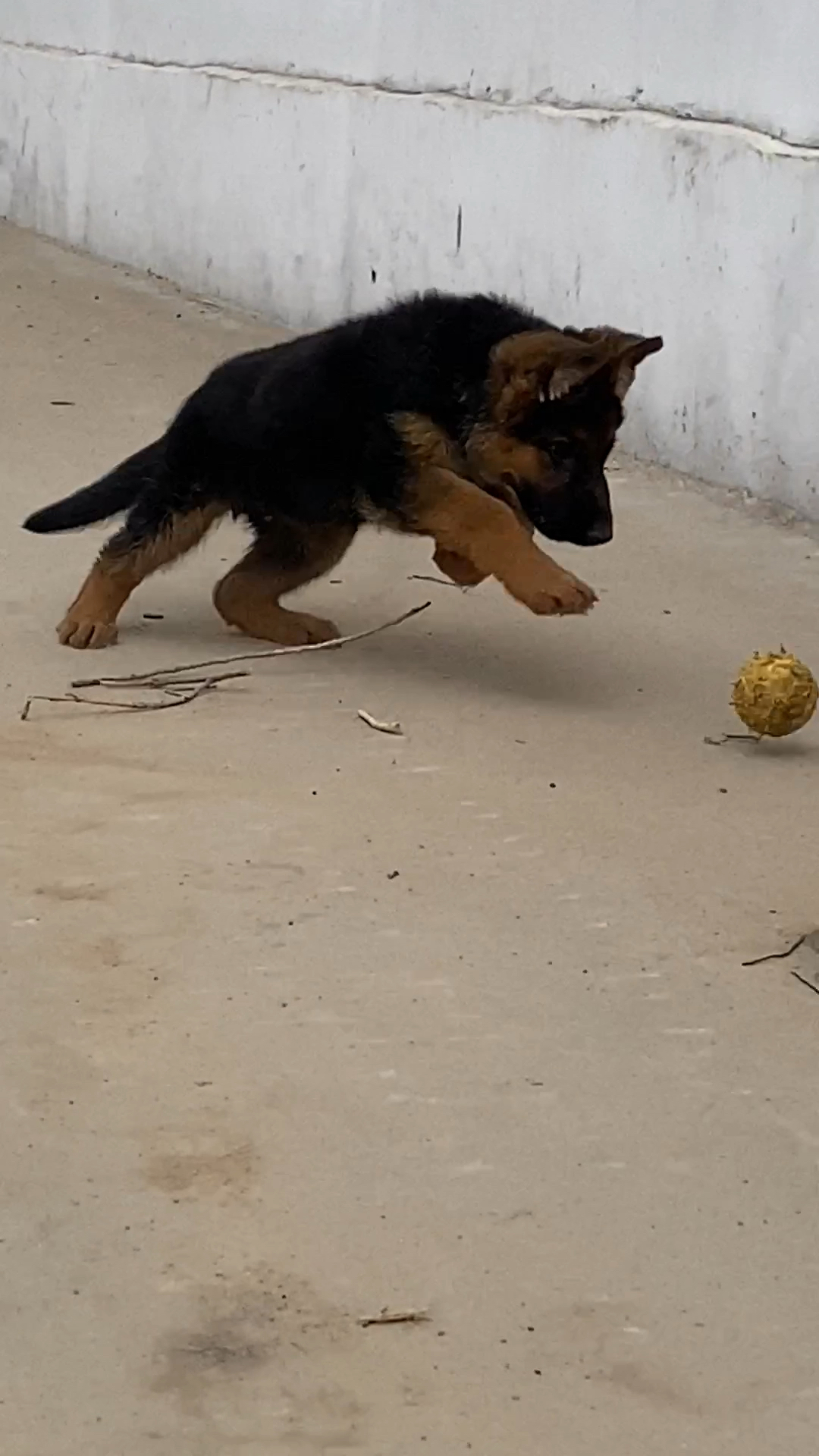 两个多月德牧犬跑起来样子真带劲啊