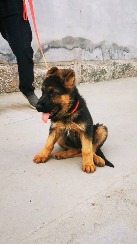 小德牧弓背犬幼犬德牧训练服从性极好