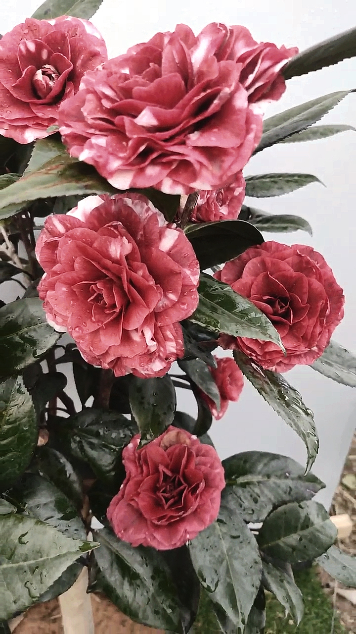 斑色红叶贝拉茶花开品鉴赏!-度小视