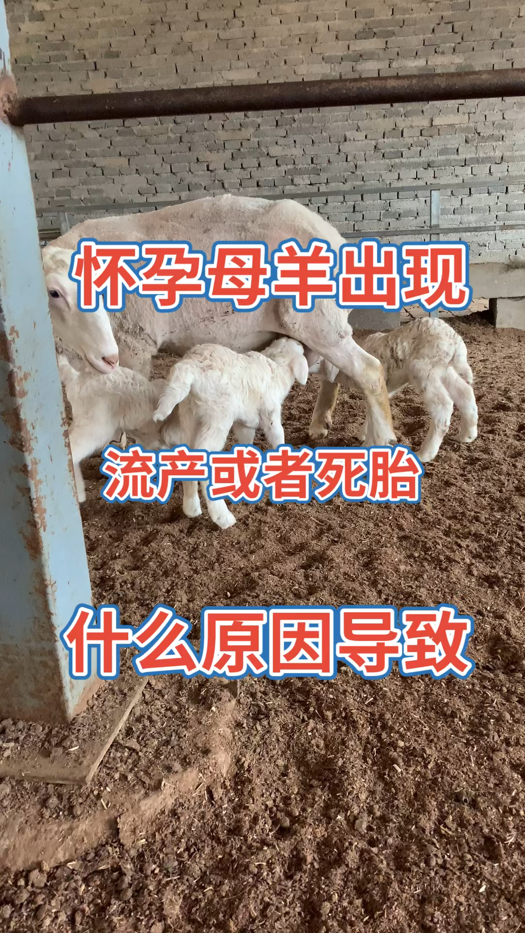 怀孕母羊出现流产或者死胎到底什么原因导致的