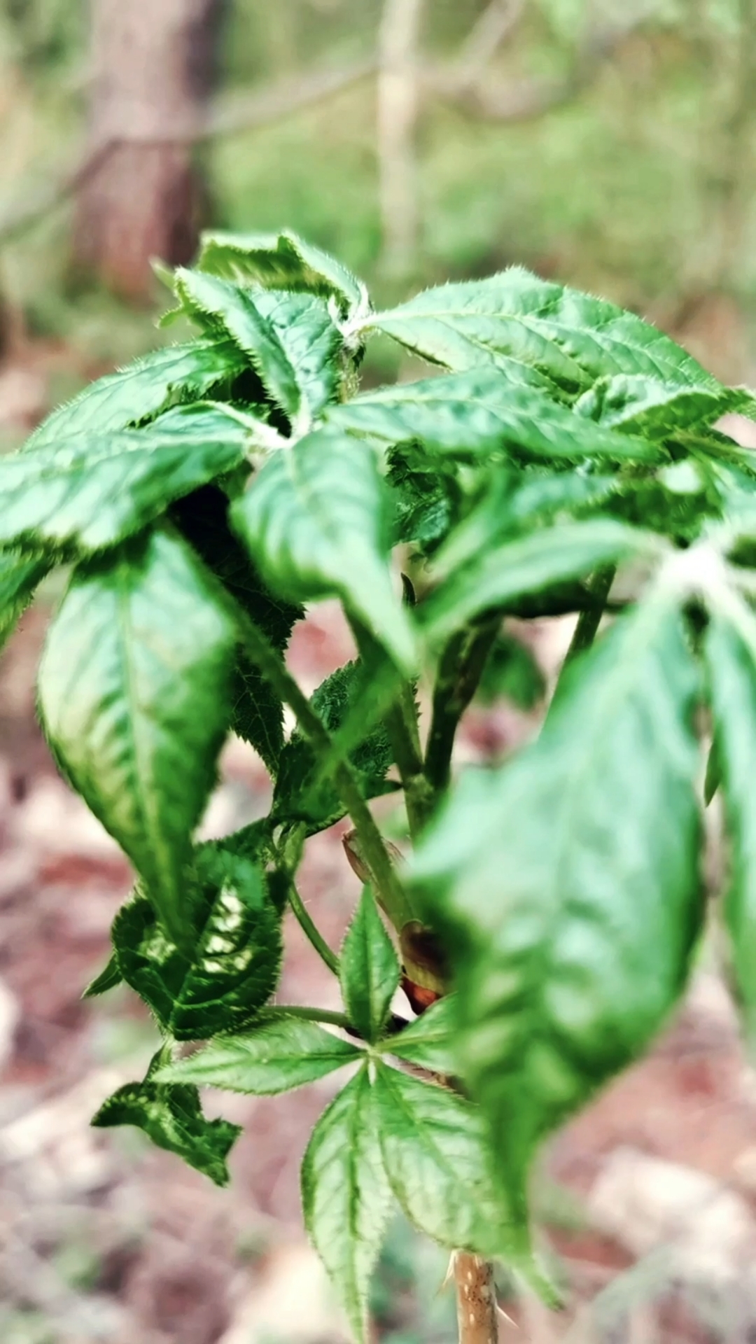 农村野菜野草#上山采点刺骨棒来吃