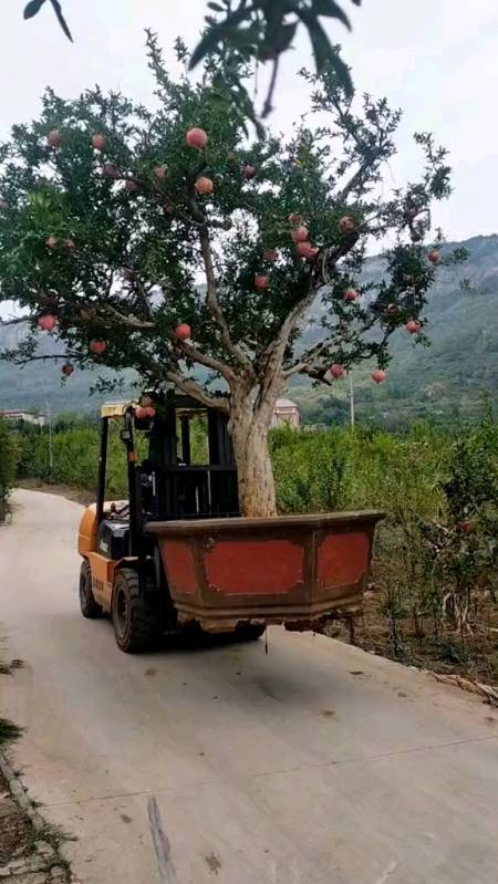 这一棵500多年的老苹果树,居然有个北京老板花180万买走了