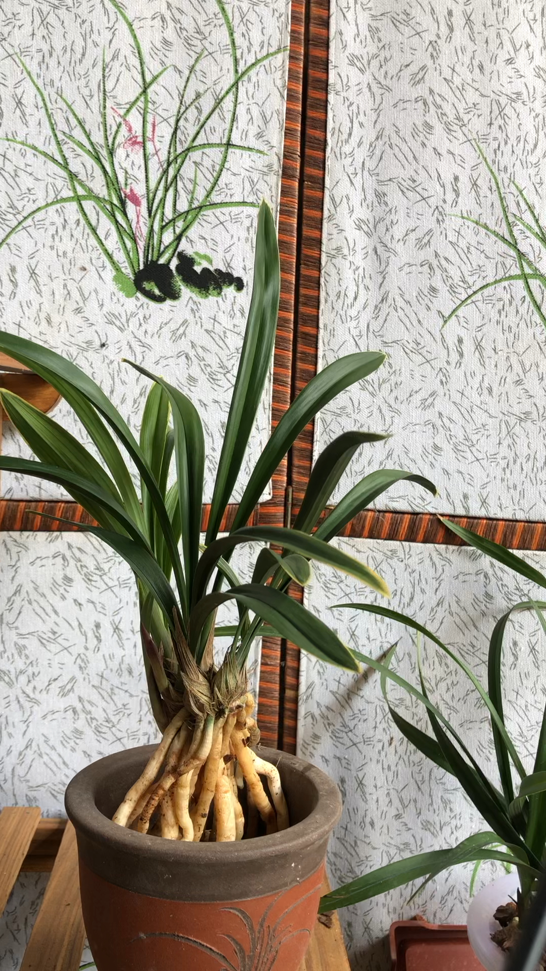 兰花#兰花建兰矮种带金边禅月达摩带花苞啦