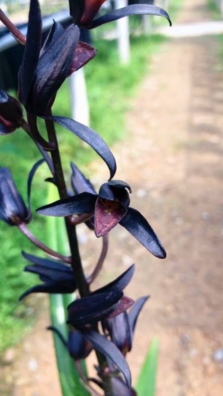 兰花#墨兰黑花经典品种……埃及艳后,唯一一个得过墨兰特金奖-度小视