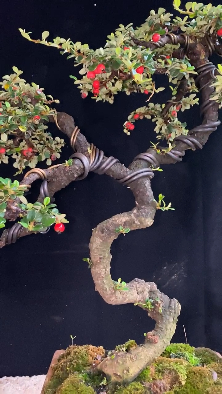 白花荀子