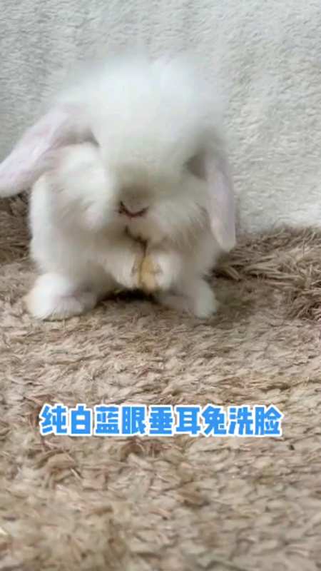 纯白蓝眼垂耳兔洗脸,太可爱啦!