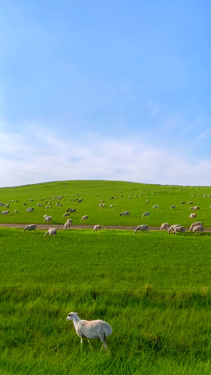 草原那叫真的美#小羊咩咩的在呼伦贝尔大草原上快乐的奔跑!
