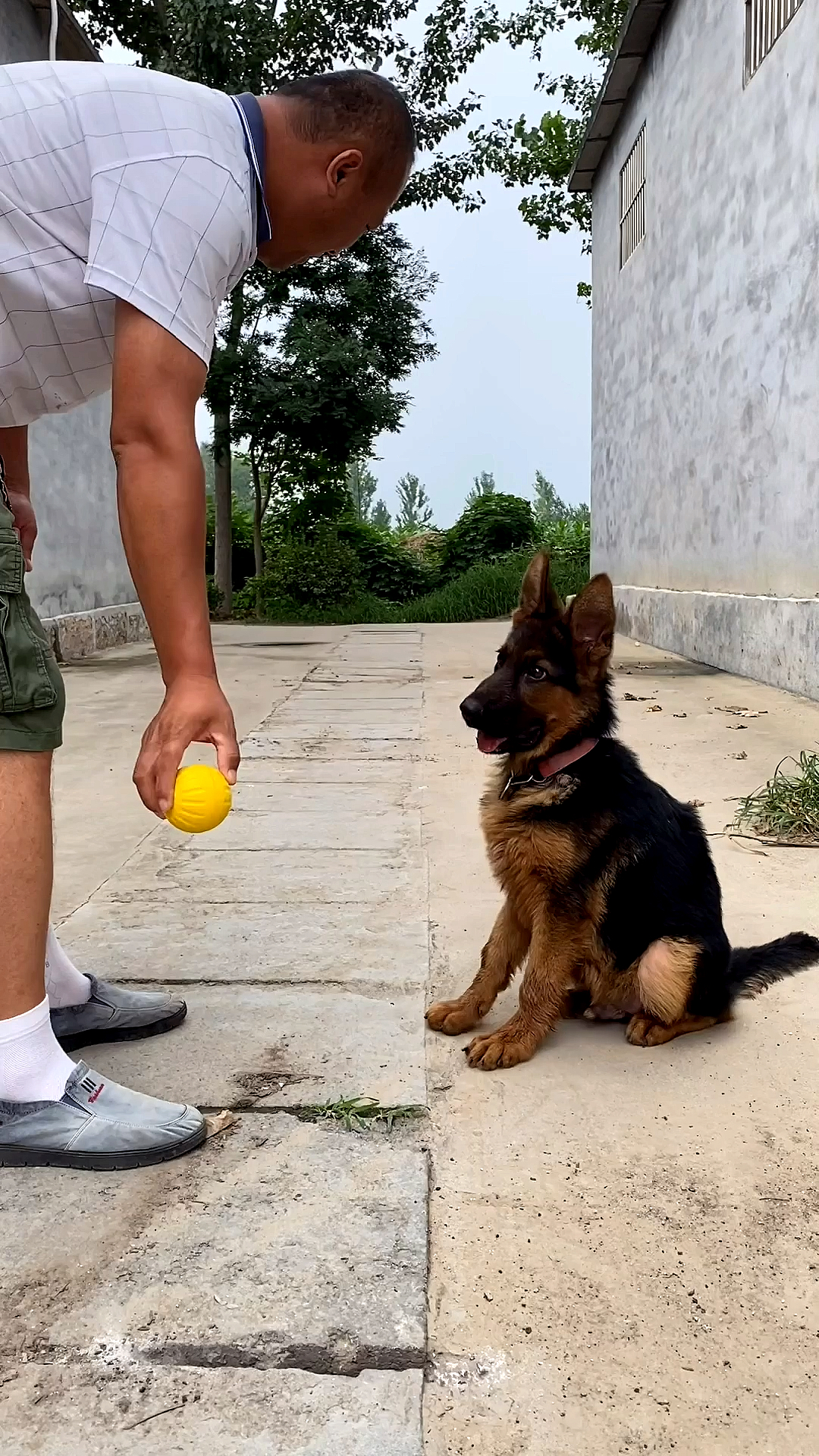 德牧幼犬4个月图片图片