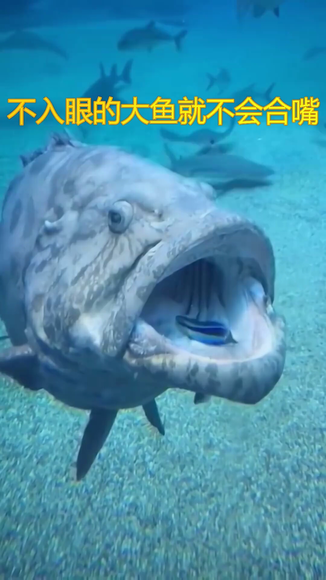 在深海区,大鱼的嘴就是陷阱,但不是一般的鱼它不会出手