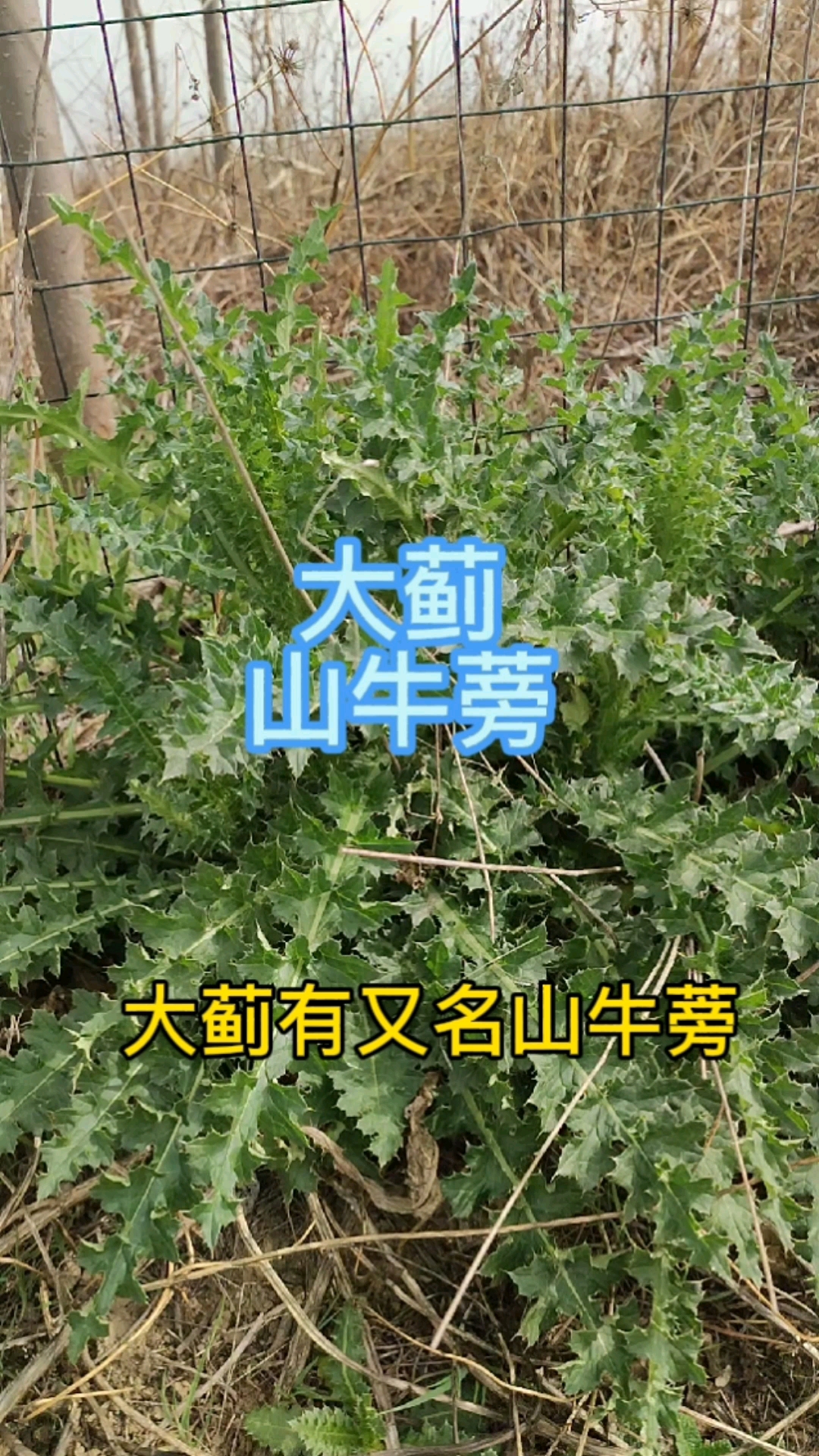 破壳计划#今天很幸运,在这里发现了一窝中草药,山牛蒡-度小视