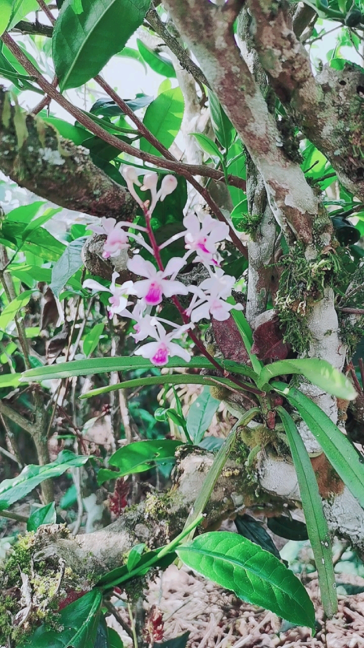 石斛记#小花万代兰