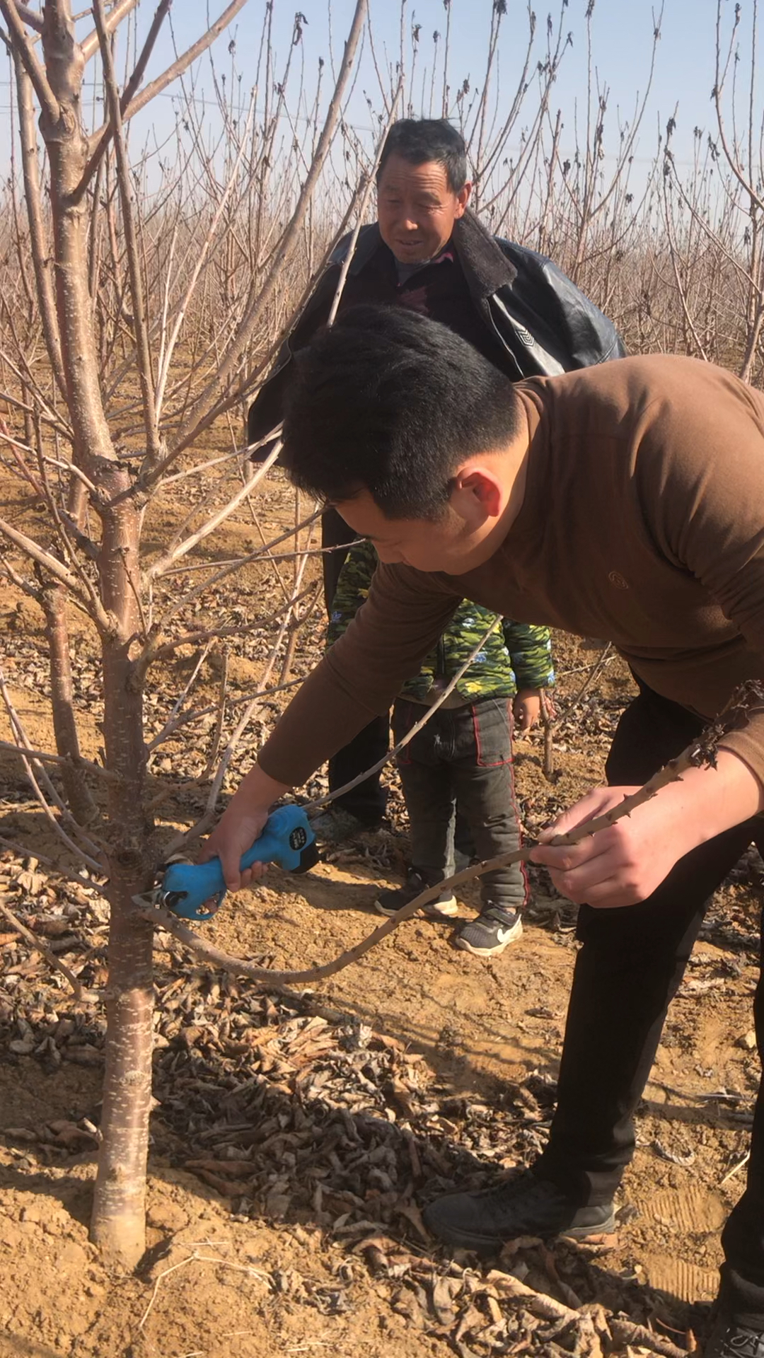 主干型樱桃树修剪细长纺锤形修剪宽行密株行距34米株距1米左右
