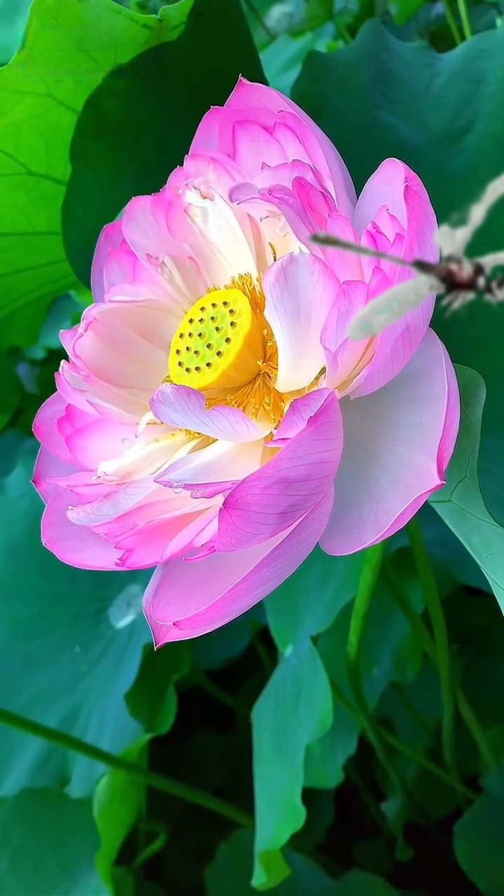 春日心愿旅行地#莲花绽放,花开富贵,见者吉祥