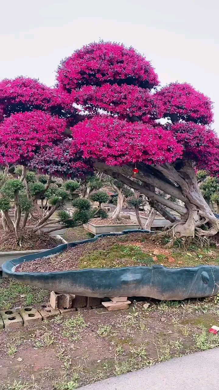 红花继木树图片(红花继木树图片盆栽)