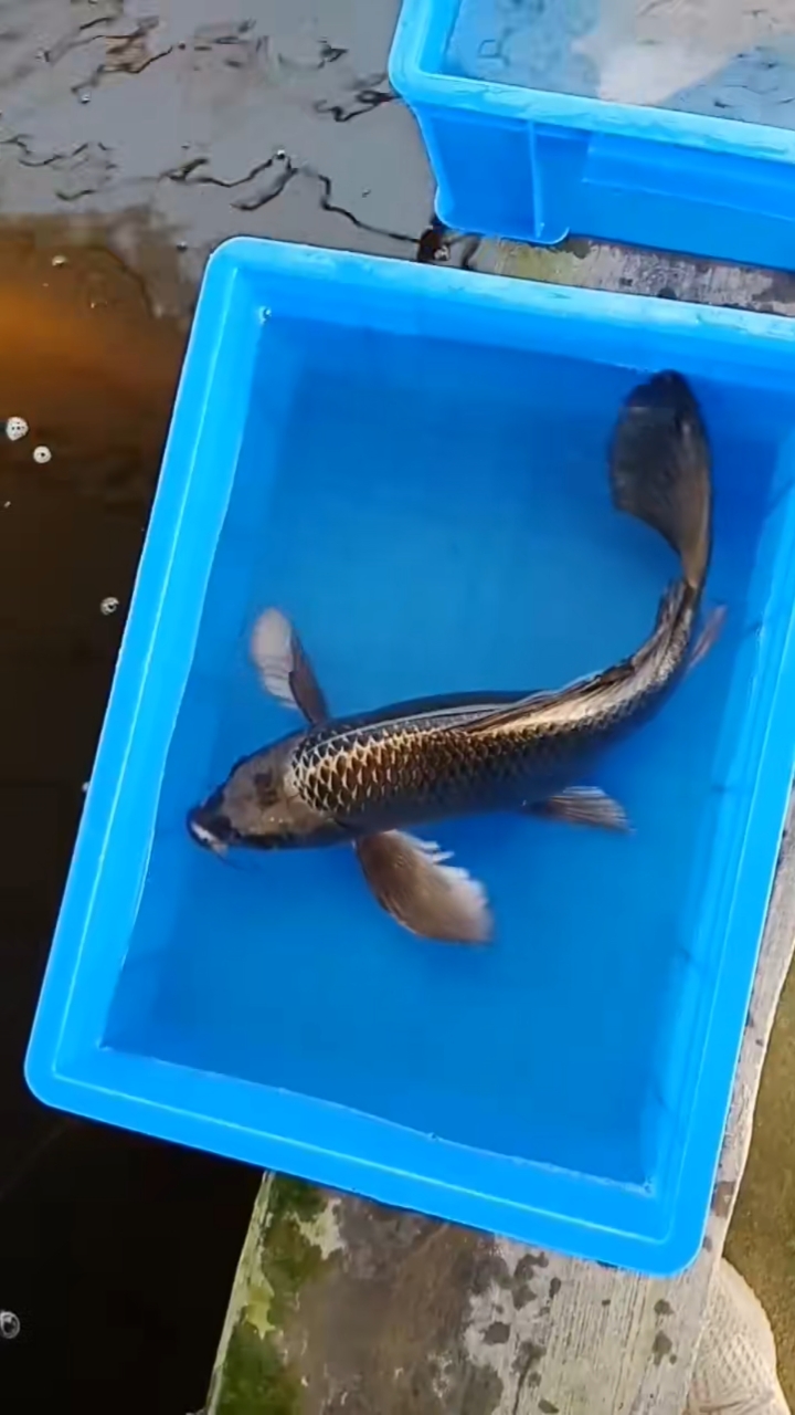 锦鲤#古典龙凤重量色腹鳍超级漂亮,像菩伞一样飘逸美丽40厘米左右000