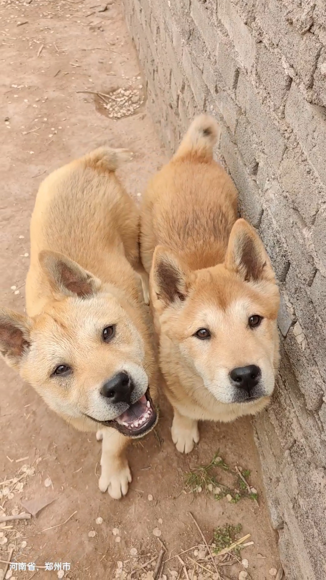 广西土猎犬#黄狗白面两兄妹